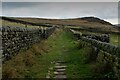 SD9326 : Calderdale Way approaching Whirlaw Common by Chris Heaton