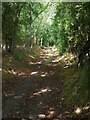 SE5008 : Tree-lined bridleway by Graham Hogg