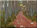 NH9022 : Ellan Wood Walk, Carrbridge by Jim Barton