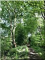 SJ8146 : Noah's Wood, Silverdale Country Park by Jonathan Hutchins