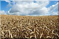 SO2882 : Barley next to the Shropshire Way by Jeff Buck