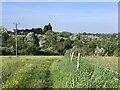 SJ7950 : Footpath through Ryehills field by Jonathan Hutchins