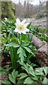 TQ5640 : Wood Anemone by John P Reeves