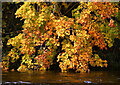 NT5033 : Autumn leaves by the River Tweed by Walter Baxter