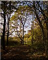 TQ5782 : Autumn walk, Belhus Woods Country Park by Roger Jones