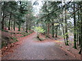 NY1521 : Paths in Lanthwaite Wood, near Cockermouth by Malc McDonald