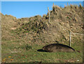 TF9945 : Grey Seal on Blakeney Point by Hugh Venables