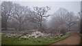 TQ4096 : A frosty forest at Fairmead Bottom by Roger Jones