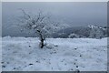 SO7639 : Hoar frost on Hangman's Hill by Philip Halling