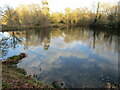 SU9941 : Winkworth Arboretum - Rowe's Flashe by Colin Smith