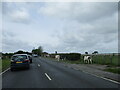 TA0139 : Cattle  roam  free  on  Beverley  Westwood by Martin Dawes