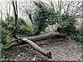 SP2964 : Fallen ash, Myton Fields spinney, Warwick by Robin Stott