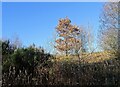 NZ1049 : Trees beside the railway path by Robert Graham