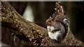 TQ3464 : Grey Squirrel by Peter Trimming