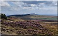 SO5986 : Heather on the summit of Abdon Burf by Mat Fascione