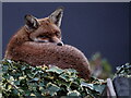 TQ3266 : Urban Fox by Peter Trimming