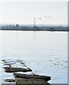 TR0165 : Sheppey - Swans across the Swale by Rob Farrow