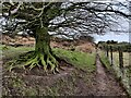 SO5987 : Tree along the Shropshire Way by Mat Fascione