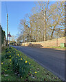 TL4551 : Little Shelford: early daffodils on Bridge Lane by John Sutton