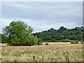 SJ9320 : Rough pasture and woodland south-east of Stafford by Roger  D Kidd