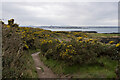 J5283 : The North Down Coastal Path at Ballymacormick Point by Rossographer