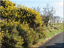  : Roadside Gorse on Dogstone Hill by M J Richardson