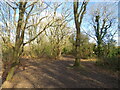 TQ1859 : Paths join in woods near Ashtead by Malc McDonald