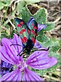 SX8060 : Six spot burnett moth by Marika Reinholds