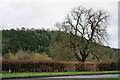 TQ1751 : View Towards Box Hill by Peter Trimming