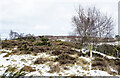 NU1412 : Moorland alongside route of the Alnwick & Cornhill Railway by Trevor Littlewood