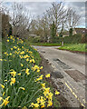 TL4446 : Thriplow: daffodils on School Lane by John Sutton