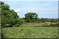 SJ9319 : Rough pasture south-east of Stafford by Roger  D Kidd