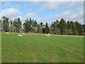 NT5638 : Sheep and lambs at Glenburnie Farm by M J Richardson