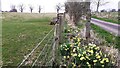 NY5564 : Daffodils and grass field on west side of private road from Lanercost and Haytongate by Luke Shaw