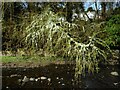 NS5579 : Lichen-covered larch by Richard Sutcliffe