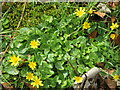 NT9261 : Roadside Celandines by M J Richardson