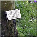 SJ8597 : The plaque on the memorial tree for Benny Adams by Gerald England