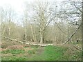 SE8637 : Fallen tree, North Cliffe Wood by Christine Johnstone