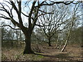 SE8636 : Two oak trees, North Cliffe Wood by Christine Johnstone