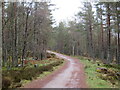 NH8914 : Track through woodland near Aviemore by Malc McDonald