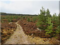 NH8713 : Track across moorland near Aviemore by Malc McDonald