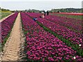 TF6925 : Tulips for Tapping 2023, near Sandringham in Norfolk - Photo 3 by Richard Humphrey