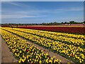 TF6925 : Tulips for Tapping 2023, near Sandringham in Norfolk - Photo 11 by Richard Humphrey