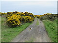 NJ9512 : Gorse bushes at Balgownie Links near Aberdeen by Malc McDonald