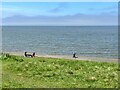 NY1154 : The Solway Firth at Silloth by Adrian Taylor