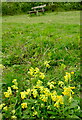 TQ3553 : Cowslips, North Downs Way by Derek Harper