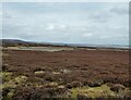 NZ0045 : Grouse moors near Hisehope Head by Kevin Waterhouse