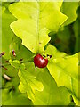 TQ8224 : Cherry Wasp Gall by Phil Brandon Hunter