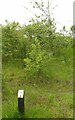 SK6144 : British Native Tree Trail, Gedling Country Park by Alan Murray-Rust