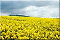 SO5691 : Field of Rapeseed by Jeff Buck